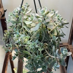 Photo of the plant species Chinese Dunce Cap 'Album' by @Graci17 named Bella on Greg, the plant care app
