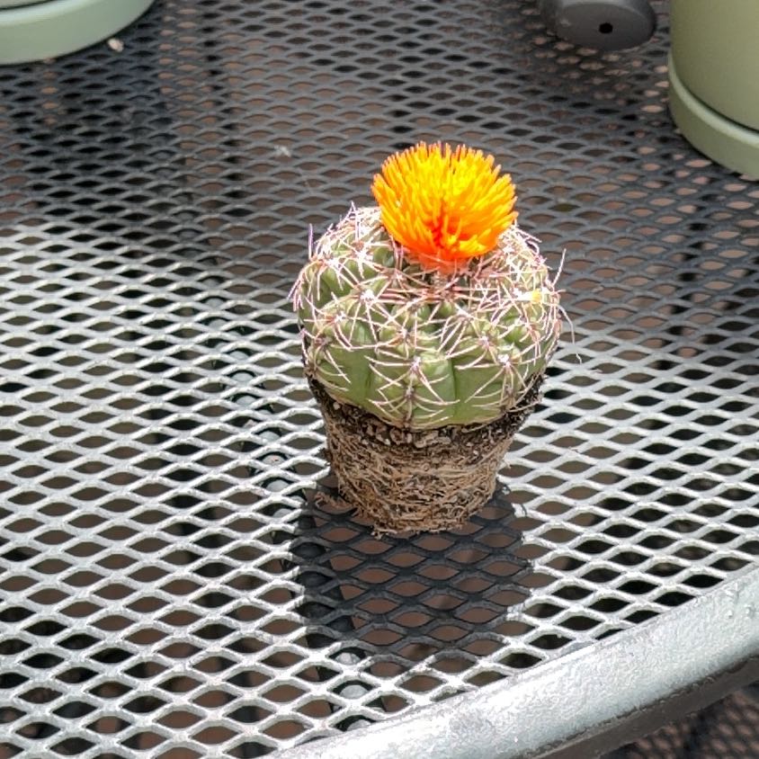 Photo of the plant species Coryphantha erecta by @ZappyBluebill32 named Bonnie on Greg, the plant care app