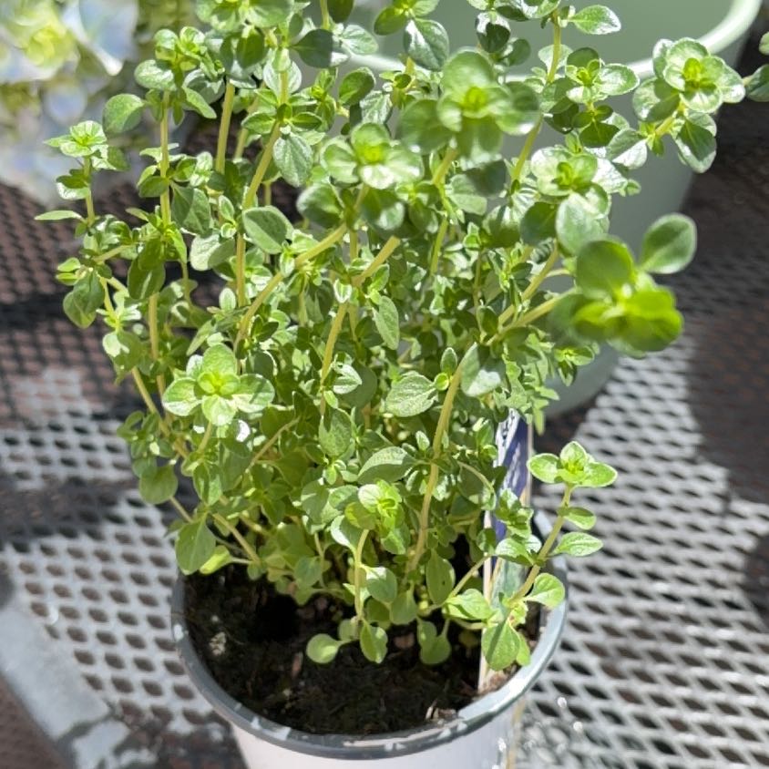 Photo of the plant species Lemon Thyme by @ZappyBluebill32 named Sherlock on Greg, the plant care app