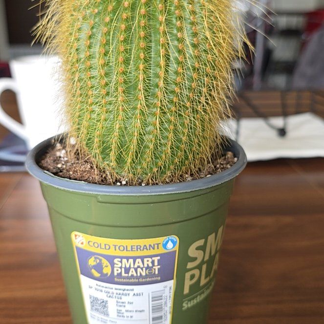 Photo of the plant species Notocactus leninghausii by @NoblyMaypop86 named Keanu Leaves on Greg, the plant care app