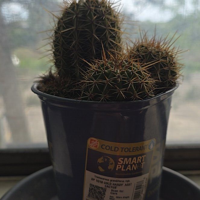 Photo of the plant species Trichocereus grandiflorus Hybrid by @NoblyMaypop86 named Darwin on Greg, the plant care app