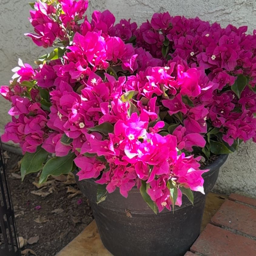 Photo of the plant species Lesser Bougainvillea by @SleekMostii88 named Demi on Greg, the plant care app