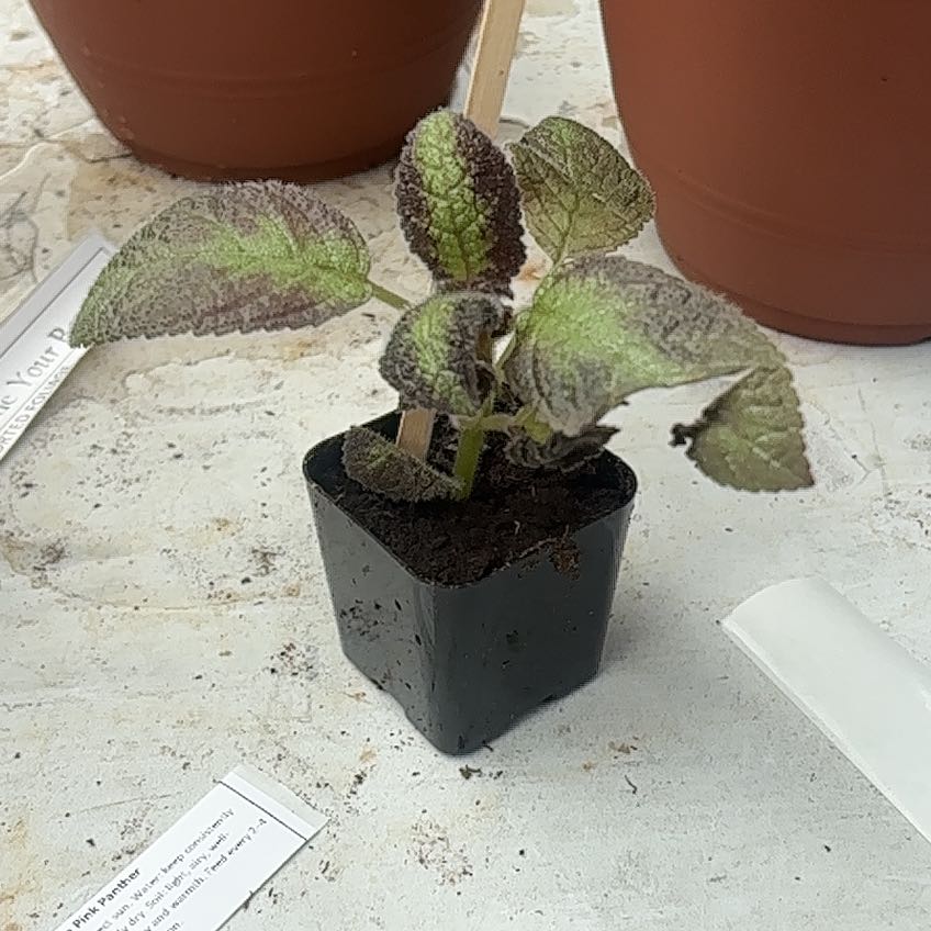Photo of the plant species Episcia by @GenteelOrpine46 named Spike Leaves on Greg, the plant care app