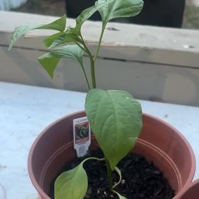 Photo of the plant species Jalepeno by @GenteelOrpine46 named Scary spice on Greg, the plant care app