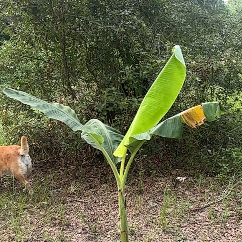 Photo of the plant species Abyssinian Banana by @GenteelOrpine46 named Spike Leaves on Greg, the plant care app