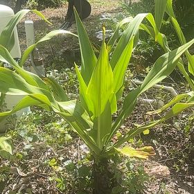 Photo of the plant species Poisonbulb by @GenteelOrpine46 named Marley on Greg, the plant care app
