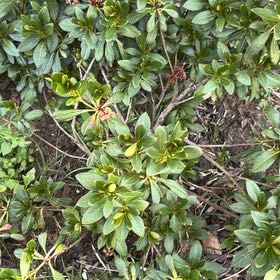 Photo of the plant species Azelea by @DearMarigold66 named Ulysses S Plant on Greg, the plant care app