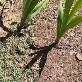 Photo of the plant species Gladiolus by @DearMarigold66 named Sahara on Greg, the plant care app