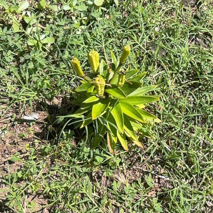 Photo of the plant species Martagon Lily by @DearMarigold66 named Remington on Greg, the plant care app