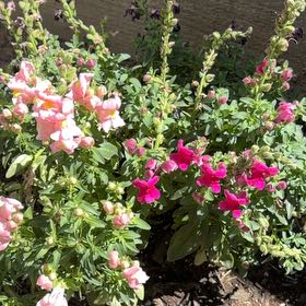 Photo of the plant species Common Snapdragon by @DearMarigold66 named Darwin on Greg, the plant care app