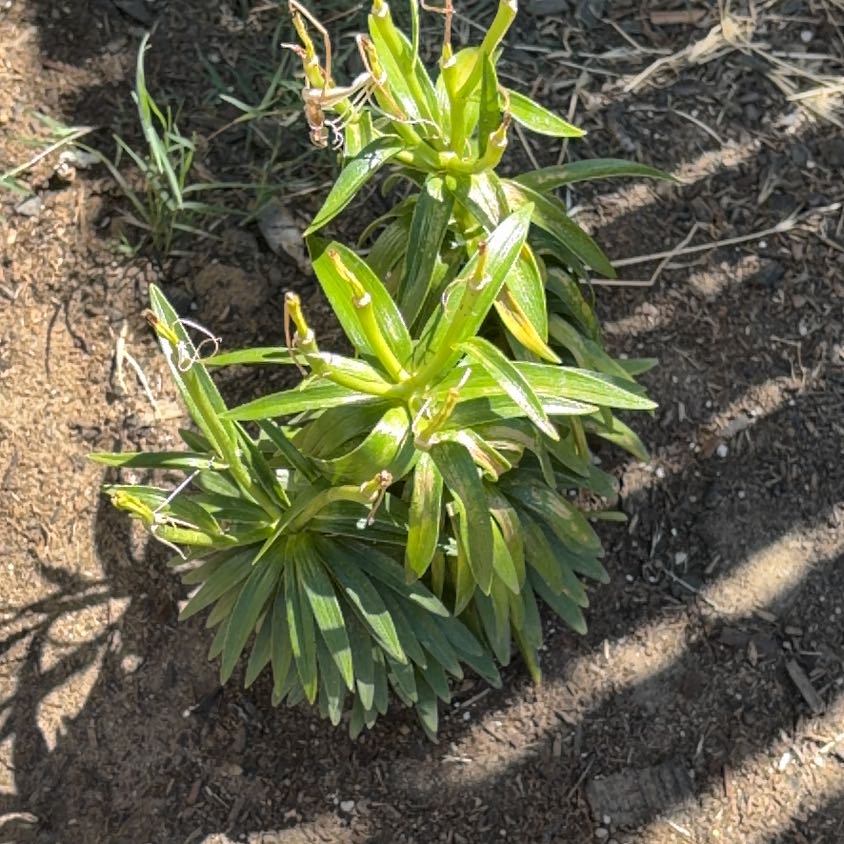 Photo of the plant species Humboldt's Lily by @DearMarigold66 named Robert Plant on Greg, the plant care app