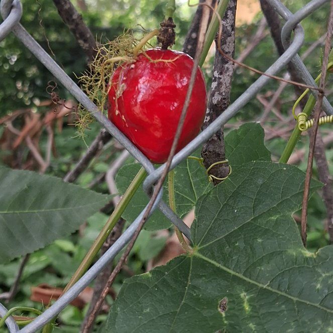 Photo of the plant species Fringed Passionflower by @FabLionstail82 named Girlfrond on Greg, the plant care app
