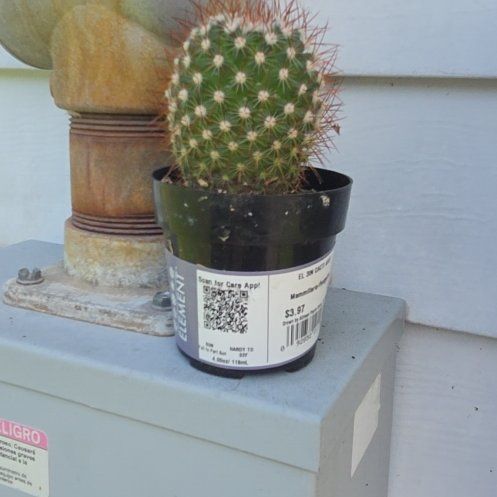 Photo of the plant species Rainbow Pincushion by @PerkyRedsky19 named NEMO on Greg, the plant care app