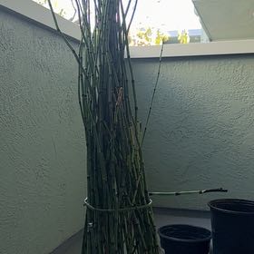 Photo of the plant species Common Scouring-Rush by @GemAjwain37 named Robert P. on Greg, the plant care app