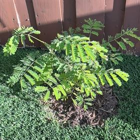 Photo of the plant species Caesalpinia Pulcherrima by @GreatOrchids42 named Emerson on Greg, the plant care app