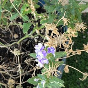Photo of the plant species Purple Lantana by @GreatOrchids42 named Harmony on Greg, the plant care app