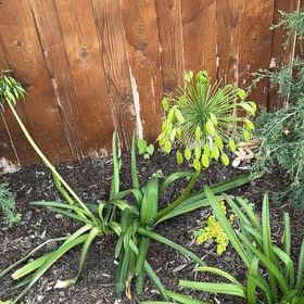Photo of the plant species Blue Lily by @GreatOrchids42 named Kesha on Greg, the plant care app