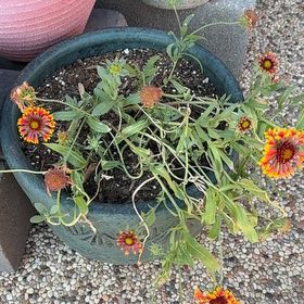 Photo of the plant species Indian Blanket by @GreatOrchids42 named Tupot amaroot on Greg, the plant care app