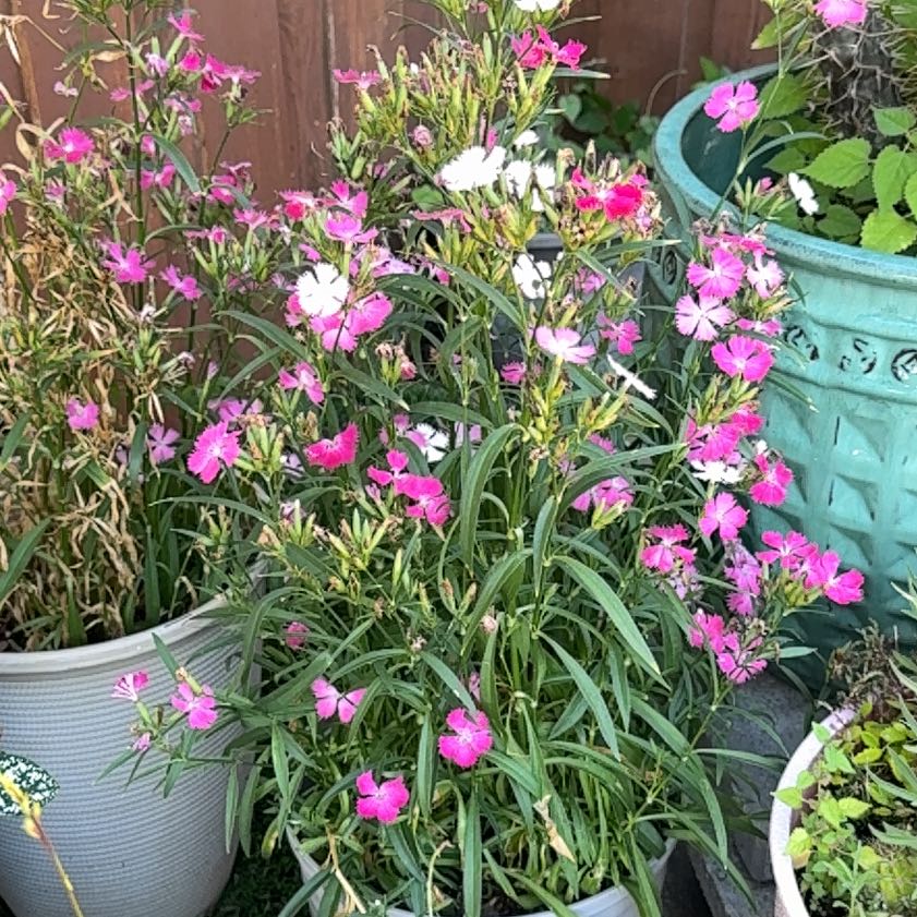 Photo of the plant species Chinese Pink by @GreatOrchids42 named Kobe on Greg, the plant care app