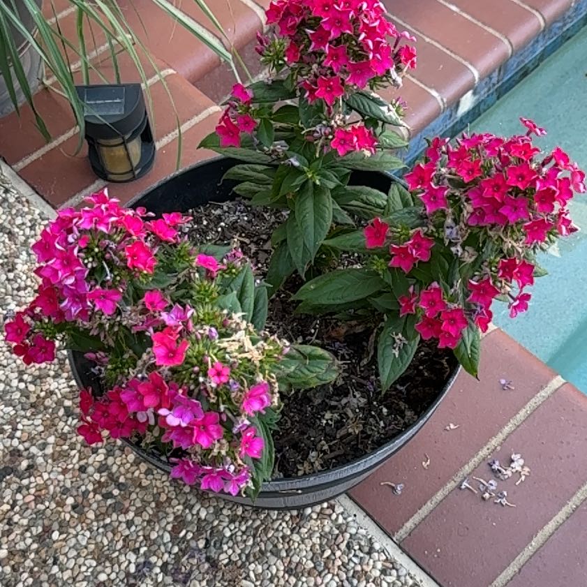 Photo of the plant species Egyptian Starcluster by @GreatOrchids42 named Oscar on Greg, the plant care app