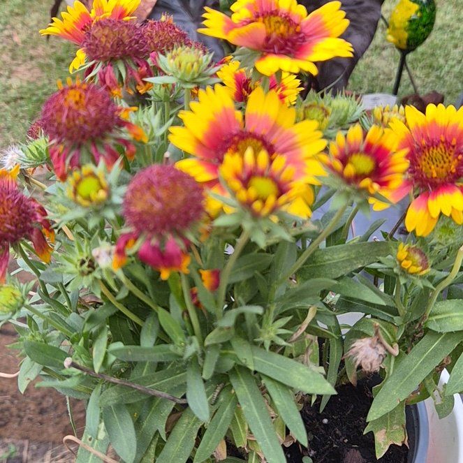 Photo of the plant species Indian Blanket by @Jadedbelle named Indian Blanket on Greg, the plant care app