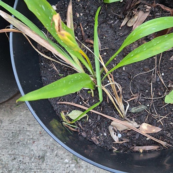 Photo of the plant species New Zealand Rock Lily by @Jadedbelle named Lilly on Greg, the plant care app