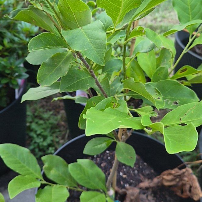 Photo of the plant species Mulan magnolia by @Jadedbelle named Japanese Magnolia - Jane on Greg, the plant care app