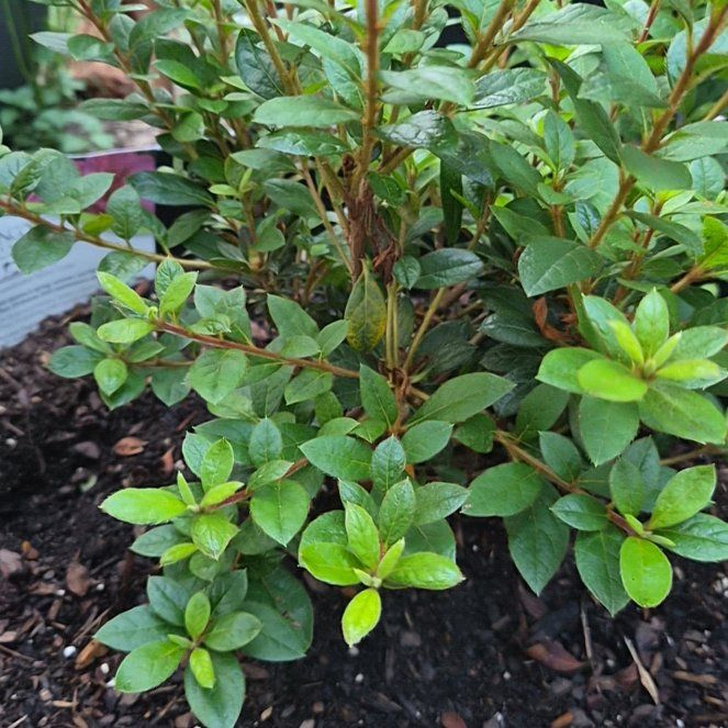Photo of the plant species Azelea by @Jadedbelle named Autumn Empress on Greg, the plant care app