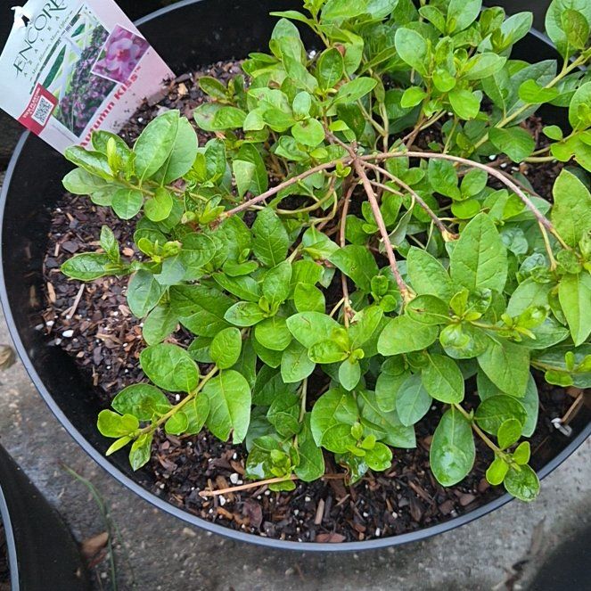 Photo of the plant species Azelea by @Jadedbelle named Autumn Kiss on Greg, the plant care app