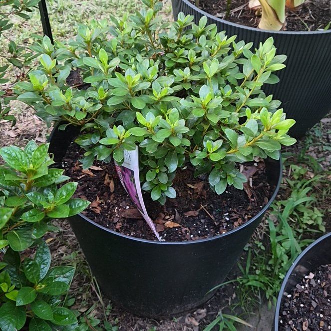 Photo of the plant species Azelea by @Jadedbelle named Autumn Lilac on Greg, the plant care app