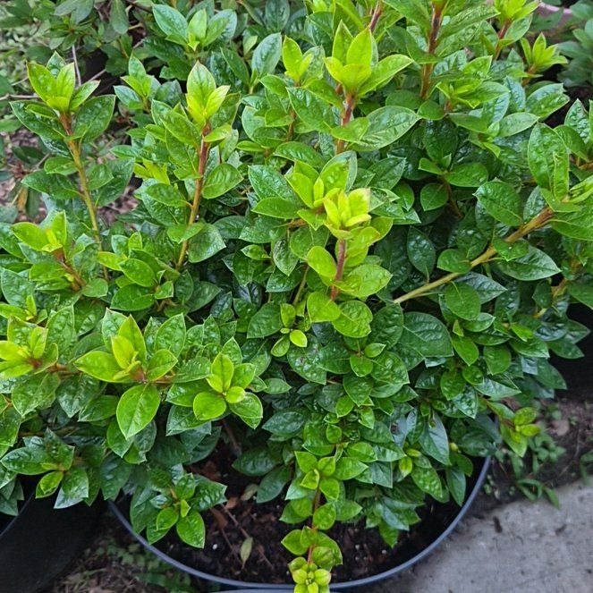 Photo of the plant species Azelea by @Jadedbelle named Autumn Carnation on Greg, the plant care app