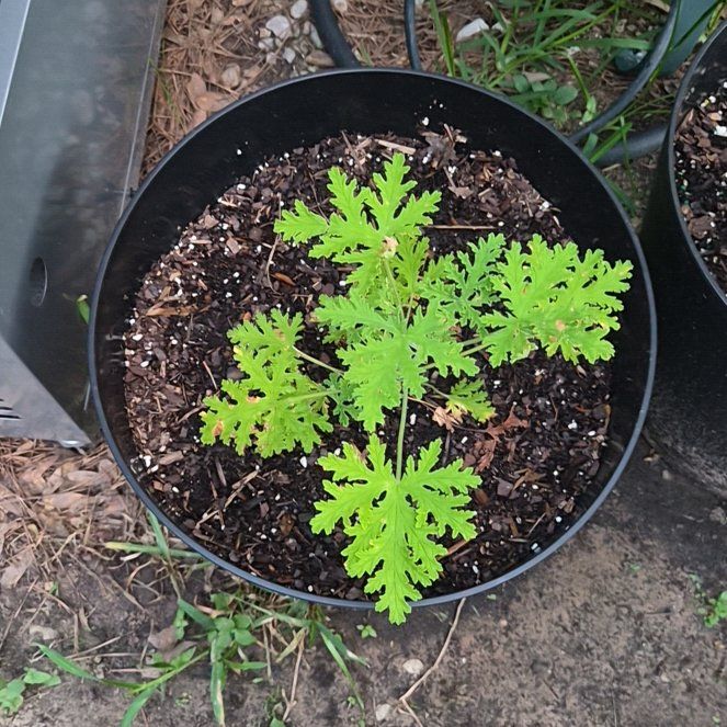 Photo of the plant species Citronella (anti-mosquito plant) by @CurrentMarimo named Citronella 1 on Greg, the plant care app