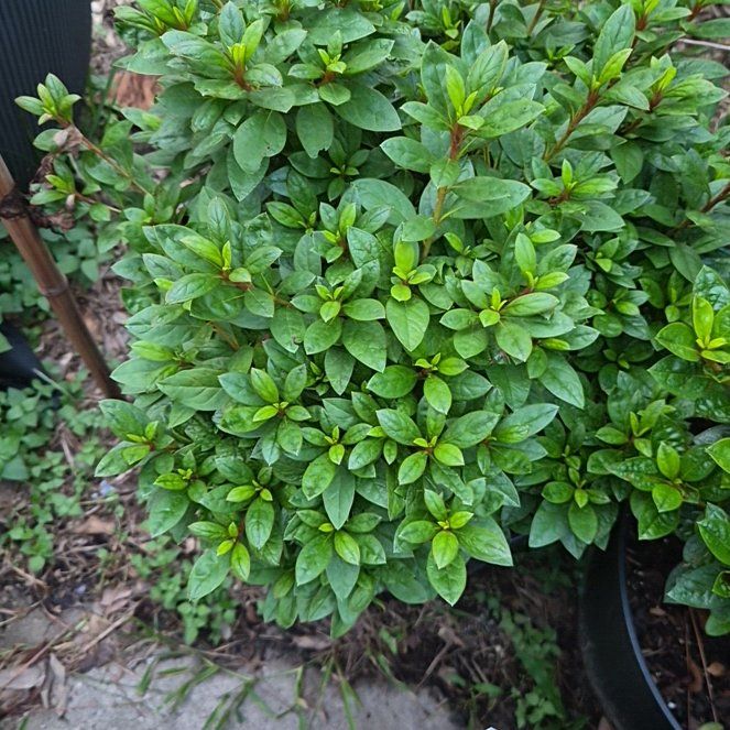 Photo of the plant species Azelea by @Jadedbelle named Autumn Majesty on Greg, the plant care app