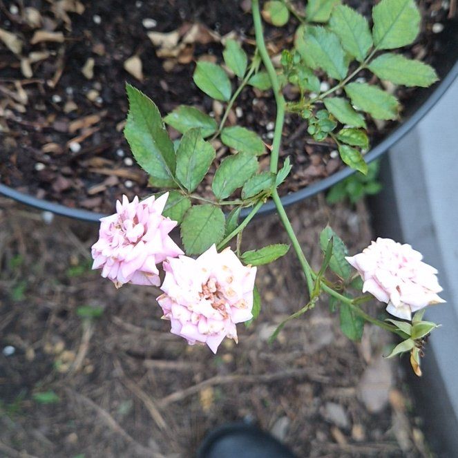 Photo of the plant species Apricot Drift Rose by @Jadedbelle named Apricot Drift Rose on Greg, the plant care app