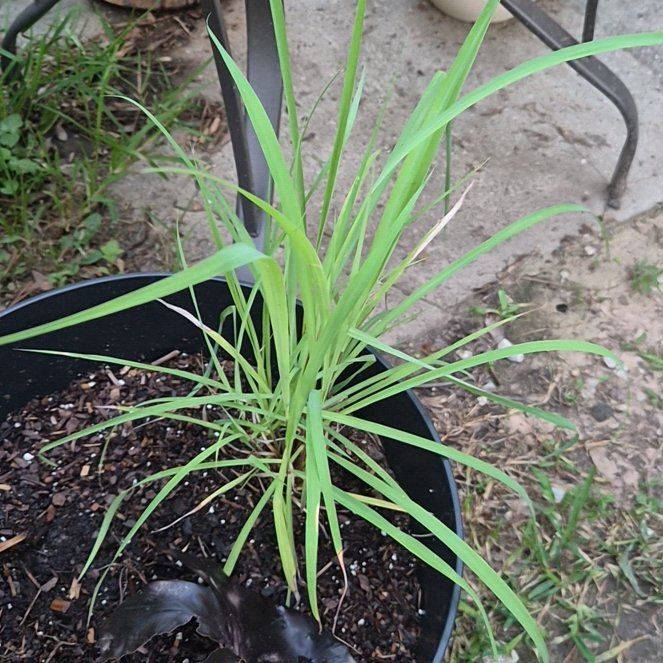 Photo of the plant species Lemon Grass by @Jadedbelle named Lemongrass on Greg, the plant care app