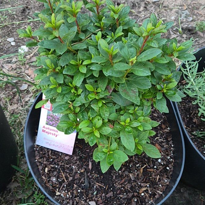 Photo of the plant species Azalia 'autumn Majesty' by @Jadedbelle named Encore Autumn Majesty on Greg, the plant care app
