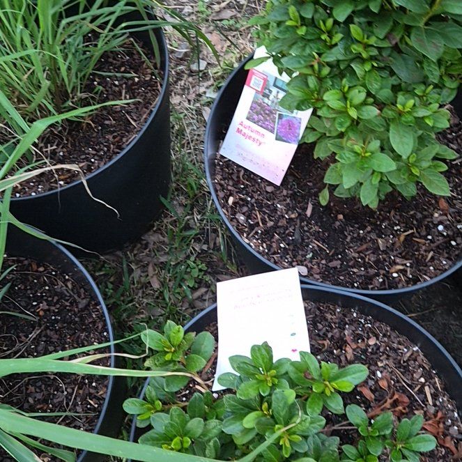 Photo of the plant species Encore Azalea 'Autumn Starburst' by @Jadedbelle named Encore Azelea Autumn Starburst on Greg, the plant care app