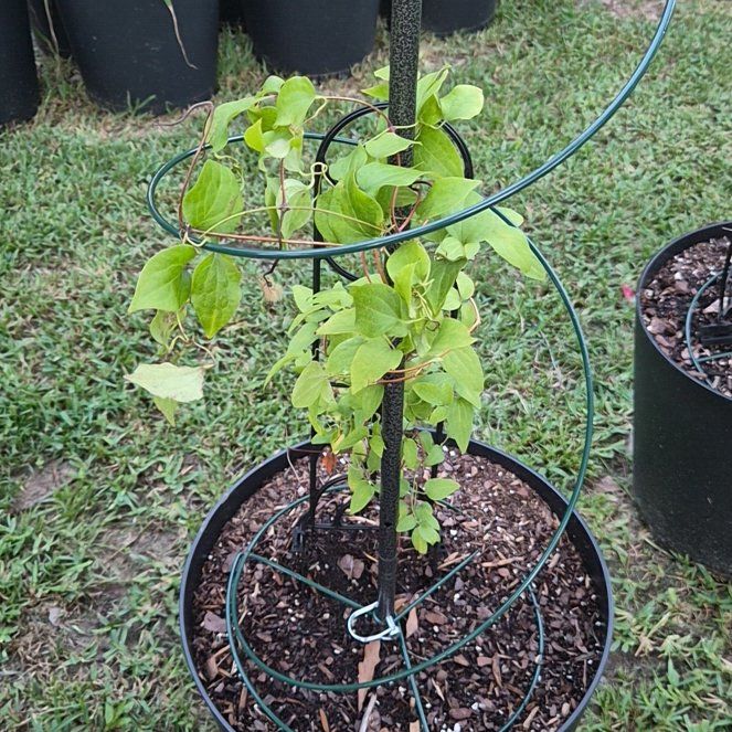 Photo of the plant species Clematis by @Jadedbelle named Clematis on Greg, the plant care app