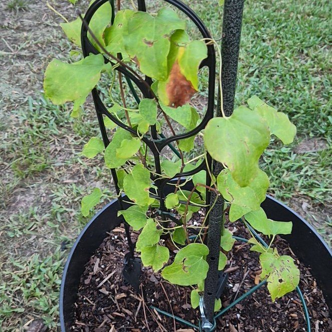 Photo of the plant species Crimson Clematis by @Jadedbelle named Crimson Clematis on Greg, the plant care app