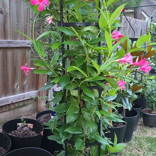 Photo of the plant species Eugenia mandevillensis var. mandevillensis by @Jadedbelle named Mandeville on Greg, the plant care app