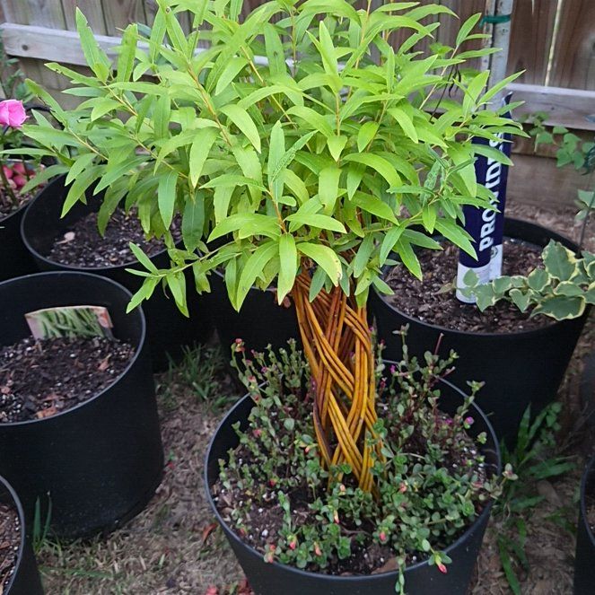Photo of the plant species braided willow by @Jadedbelle named Braided Willow on Greg, the plant care app