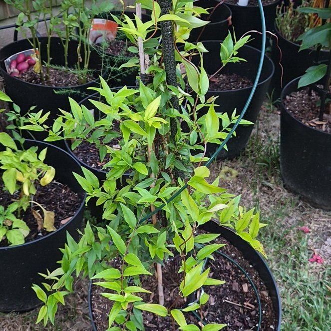 Photo of the plant species Jessamine by @Jadedbelle named Caroline Jasmine on Greg, the plant care app