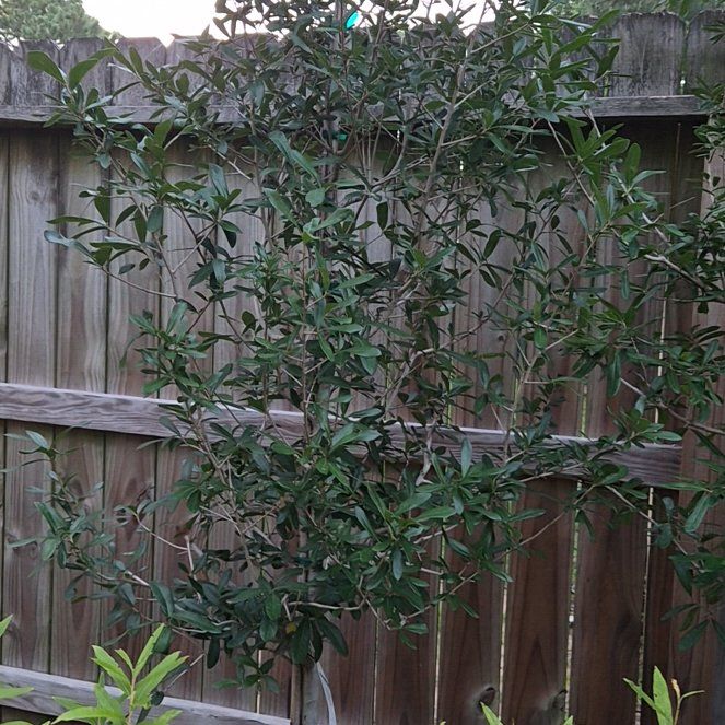 Photo of the plant species Southern Live Oak by @CurrentMarimo named Robert Plant on Greg, the plant care app