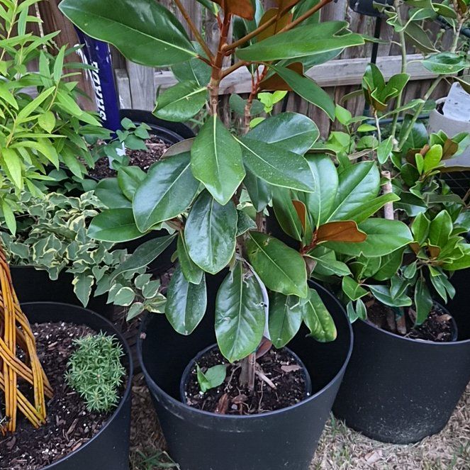 Photo of the plant species Southern Magnolia by @Jadedbelle named Southern  Magnolia on Greg, the plant care app