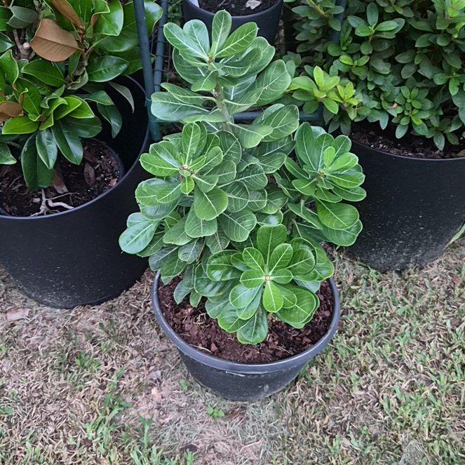 Photo of the plant species Desert Rose by @Jadedbelle named Desert Rose on Greg, the plant care app