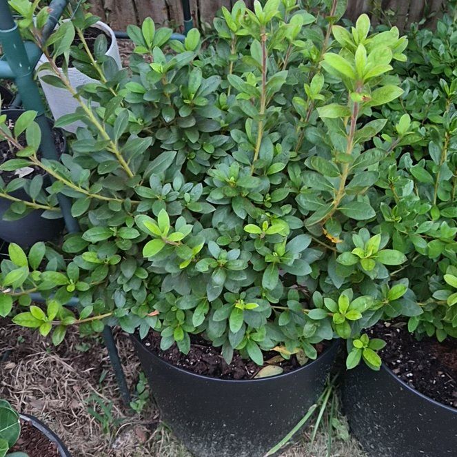Photo of the plant species Rhododendron 'Autumn Royalty' by @Jadedbelle named Encore Autumn Royalty on Greg, the plant care app