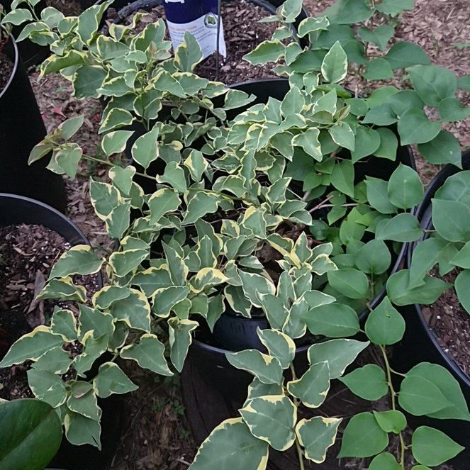 Photo of the plant species Bougainvillea 'Delta Dawn' by @CurrentMarimo named Fernie Saunders on Greg, the plant care app
