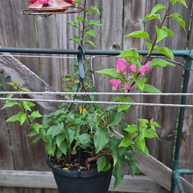 Photo of the plant species Lesser Bougainvillea by @CurrentMarimo named Prince on Greg, the plant care app