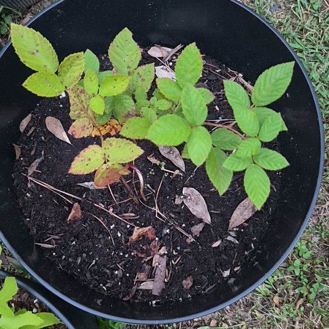 Photo of the plant species Blackberry by @Jadedbelle named Blackberry on Greg, the plant care app