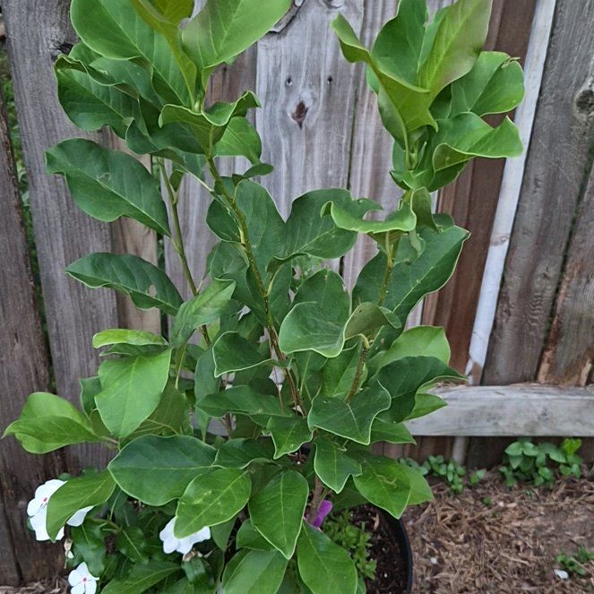 Photo of the plant species Mulan magnolia by @Jadedbelle named Japanese Magnolia- Ann on Greg, the plant care app